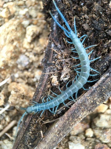 Scolopendra aztecorum