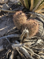 Echinomastus intertextus dasyacanthus