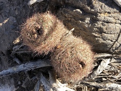 Echinomastus intertextus dasyacanthus