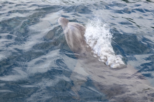 Common bottlenose dolphin