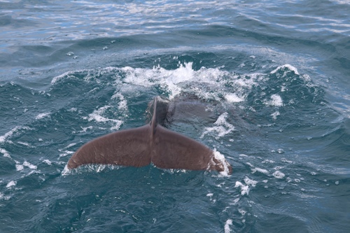 Common bottlenose dolphin