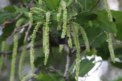 Melanis cephise cephise