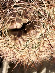 Echinomastus intertextus dasyacanthus