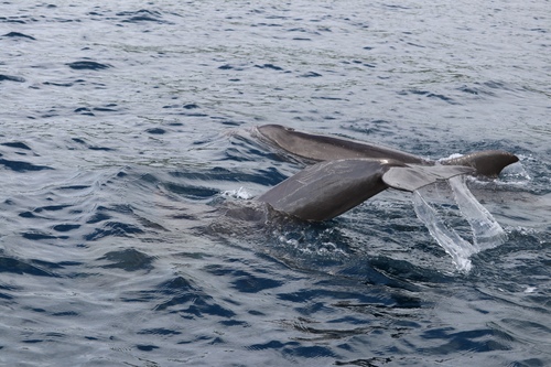 Common bottlenose dolphin