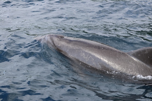 Common bottlenose dolphin
