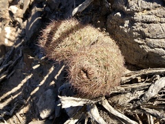 Echinomastus intertextus dasyacanthus