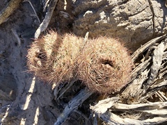 Echinomastus intertextus dasyacanthus