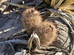 Echinomastus intertextus dasyacanthus