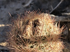 Echinomastus intertextus dasyacanthus