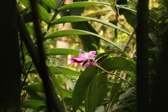 Sobralia decora