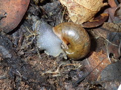 Helminthoglypta cypreophila