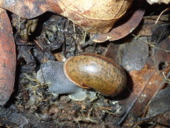 Helminthoglypta cypreophila