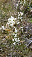 Gentianella impressinervia
