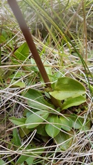 Gentianella impressinervia