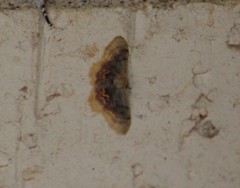 Idaea scintillularia