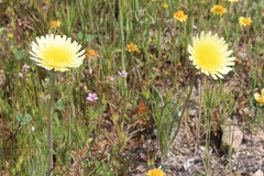 Malacothrix californica