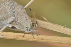 Zizina otis labradus