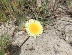 Malacothrix californica