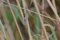 Zizina otis labradus