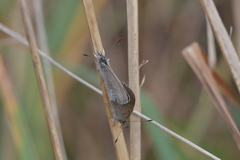 Zizina otis labradus