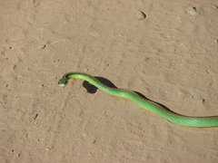Leptophis diplotropis