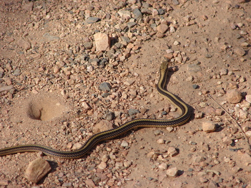 Salvadora deserticola