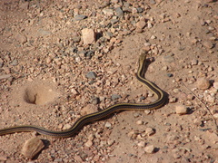 Salvadora deserticola
