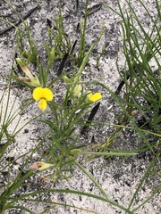 Argyrolobium harveyanum