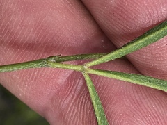 Argyrolobium harveyanum