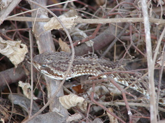 Crotalus basiliscus