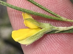 Argyrolobium harveyanum