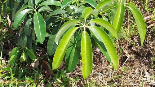 Alstonia scholaris