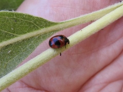 Coccinella monticola