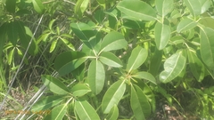 Alstonia