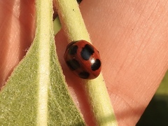 Coccinella monticola