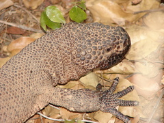 Heloderma horridum
