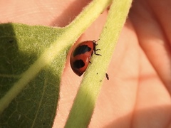 Coccinella monticola