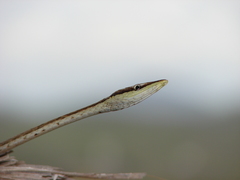 Oxybelis microphthalmus
