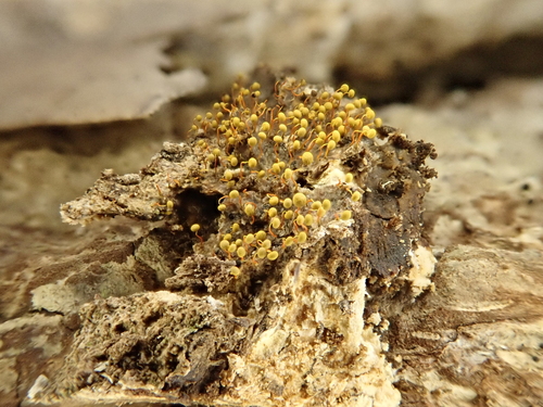 Physarum flavicomum