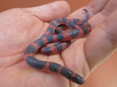 Geophis semidoliatus