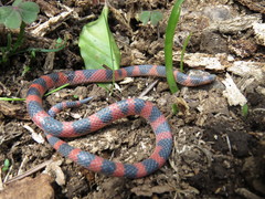 Geophis semidoliatus