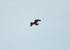 Buteo buteo