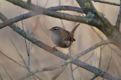 Troglodytes troglodytes