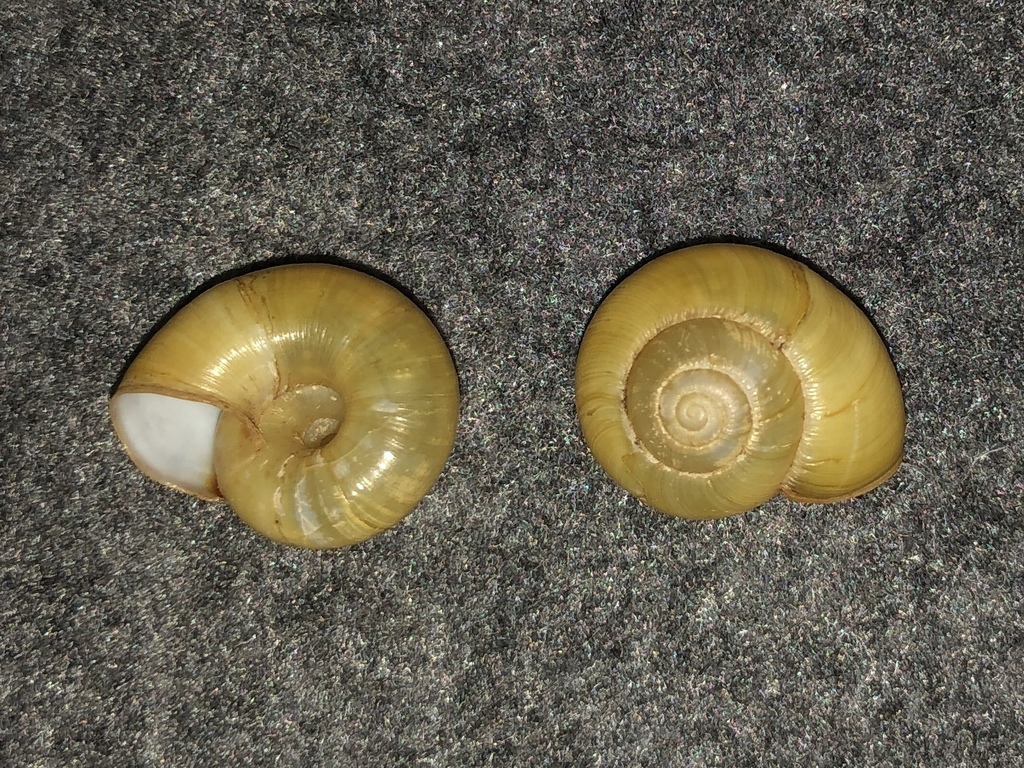 Lancetooth Snails and Allies