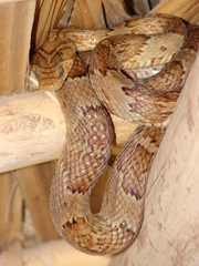 Trimorphodon paucimaculatus