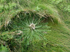 Cirsium acaule esculentum