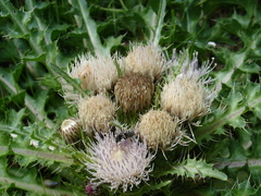 Cirsium acaule esculentum