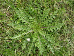Cirsium acaule esculentum