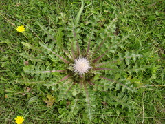 Cirsium acaule esculentum
