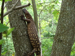 Heloderma horridum